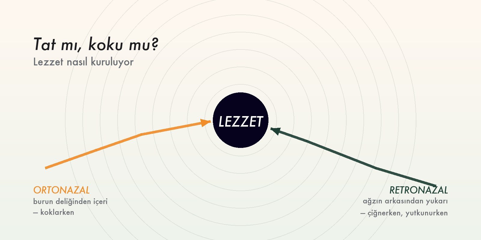 Lezzeti Dilimiz mi Alıyor, Burnumuz mu? Tat, Koku ve Lezzetin Kuruluşu