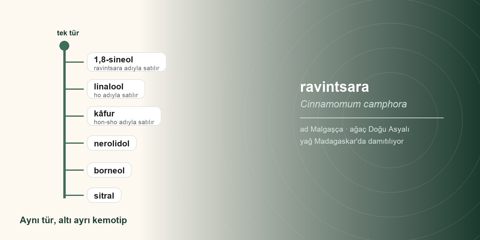 Ravintsara Yağı Nereden Gelir? Kâfur Ağacının Öteki Yüzü
